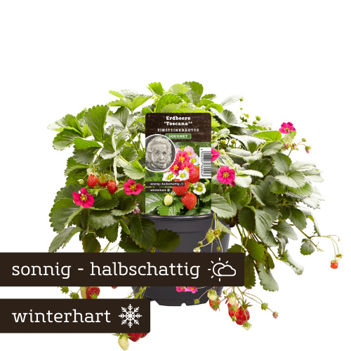Erdbeer Toscana Verwendung Rezept Einsteinkräuter
