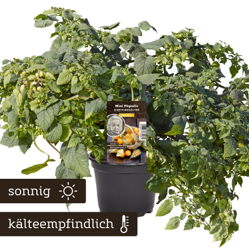 Einsteinkräuter Ulm Mini Physalis
