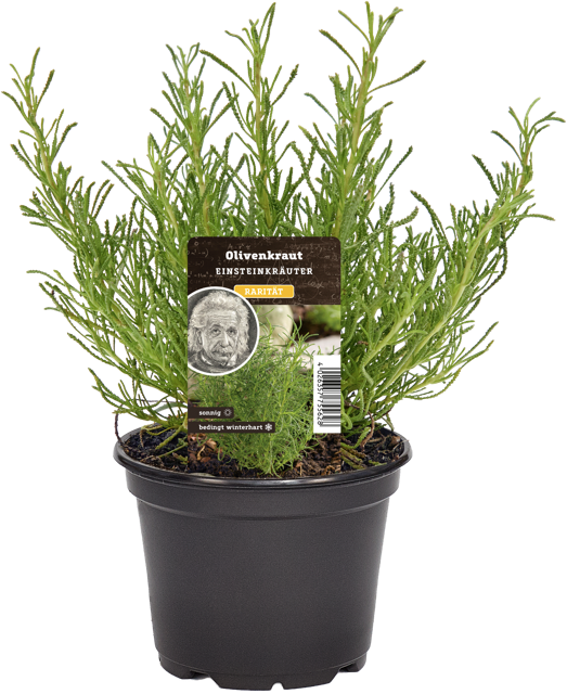 Olivenkraut Einsteinkräuter