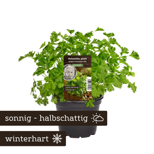 Petersilie glatte Verwendung Rezept Einsteinkräuter