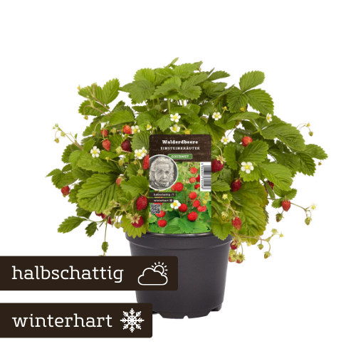 Walderdbeere Einsteinkräuter